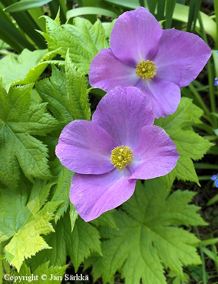 Glaucidium palmatum, sinikmmen